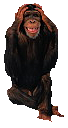 speak no evil